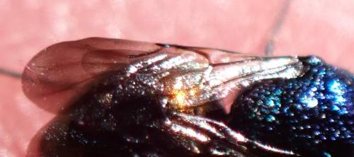 Pseudomalus auratus